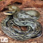 ug_Adult_Female_Vietnamese_Blue_Beauty_Ratsnake_4.jpg