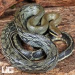 ug_Adult_Female_Vietnamese_Blue_Beauty_Ratsnake_3.jpg