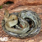ug_Adult_Female_Vietnamese_Blue_Beauty_Ratsnake_2.jpg
