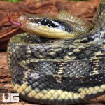 ug_Adult_Female_Vietnamese_Blue_Beauty_Ratsnake_1.jpg