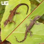 ug_Bridled_Forest_Gecko_2.jpg