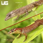 ug_Bridled_Forest_Gecko_3.jpg