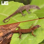 ug_Bridled_Forest_Gecko_4.jpg