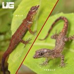 ug_Bridled_Forest_Gecko_1.jpg