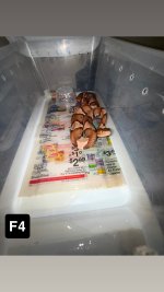 IMG_8586.jpeg