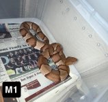 IMG_8582.jpeg