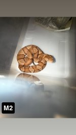 IMG_8588.jpeg