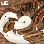ug_Adult_Male_Pied_Ball_Python_(Breeder)_2.jpg