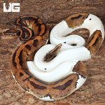 ug_Adult_Male_Pied_Ball_Python_(Breeder)_1.jpg