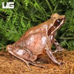 ug_Red_Eye_Horn_Frog_4.jpg