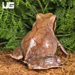 ug_Red_Eye_Horn_Frog_3.jpg