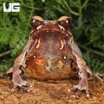 ug_Red_Eye_Horn_Frog_2.jpg