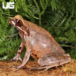 ug_Red_Eye_Horn_Frog_1.jpg