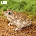 ug_new_mexico_spadefoot_toad_3.jpg