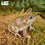 ug_New_Mexico_Spadefoot_Toad_2.jpg