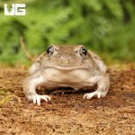 ug_New_Mexico_Spadefoot_Toad_1.jpg