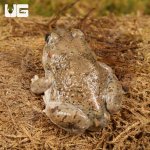 ug_New_Mexico_Spadefoot_Toad_4.jpg