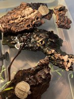 IMG_1729.jpeg