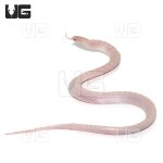 ug_white_sided_lavender_florida_kingsnake_1.jpg