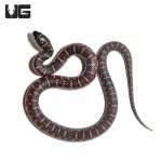 ug_axanthic_florida_kingsnake_4.jpg