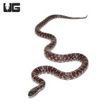 ug_axanthic_florida_kingsnake_3.jpg