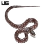 ug_axanthic_florida_kingsnake_2.jpg