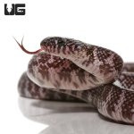 ug_axanthic_florida_kingsnake_1.jpg