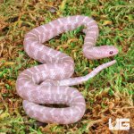 ug_Baby_Alabaster_Florida_Kingsnake_5.jpg