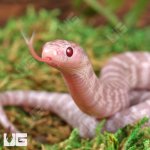 ug_Baby_Alabaster_Florida_Kingsnake_1.jpg