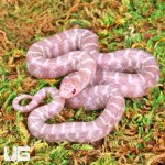 ug_Baby_Alabaster_Florida_Kingsnake_4.jpg