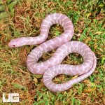 ug_Baby_Alabaster_Florida_Kingsnake_3.jpg