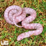 ug_Baby_Alabaster_Florida_Kingsnake_2.jpg