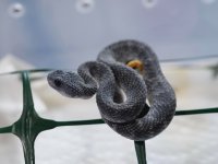 snake preview 27.jpeg