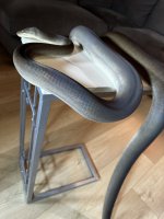 IMG_6015.jpeg