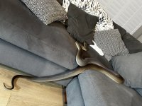 IMG_5996.jpeg