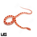 ug_baby_amel_het_palmetto_cornsnake_3.jpg