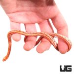 ug_baby_amel_tessera_cornsnake_4.jpg