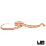 ug_baby_amel_tessera_cornsnake_3.jpg