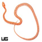 ug_baby_amel_tessera_cornsnake_2.jpg