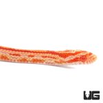 ug_baby_amel_tessera_cornsnake_1.jpg