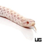 ug_new_baby_snow_western_hognose_snake_1.jpg