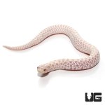 ug_new_baby_snow_western_hognose_snake_2.jpg