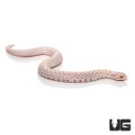 ug_new_baby_snow_western_hognose_snake_3.jpg