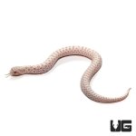 ug_new_baby_snow_western_hognose_snake_4.jpg
