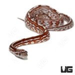 ug_caramel_tessera_cornsanke_3.jpg