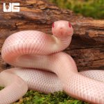 ug_Baby_Albescent_Kingsnake_5.jpg