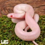 ug_Baby_Albescent_Kingsnake_4.jpg