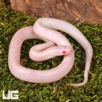 ug_Baby_Albescent_Kingsnake_2.jpg