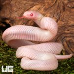 ug_Baby_Albescent_Kingsnake_1.jpg