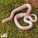 ug_Baby_Hypo_Pink_Pearl_Kingsnake_4.jpg
